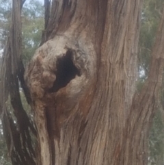 Eucalyptus sp. (dead tree) at Garran, ACT - 15 Dec 2019