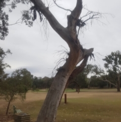 Eucalyptus sp. (dead tree) at Garran, ACT - 15 Dec 2019 02:40 PM