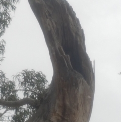 Eucalyptus sp. (dead tree) at Garran, ACT - 15 Dec 2019 02:40 PM