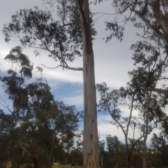 Eucalyptus globulus subsp. bicostata at Garran, ACT - 15 Dec 2019