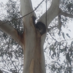 Eucalyptus globulus subsp. bicostata at Garran, ACT - 15 Dec 2019