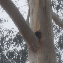 Eucalyptus globulus subsp. bicostata at Garran, ACT - 15 Dec 2019 02:42 PM