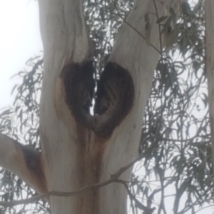 Eucalyptus globulus subsp. bicostata at Garran, ACT - 15 Dec 2019