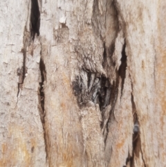 Eucalyptus bicostata (Southern Blue Gum, Eurabbie) at Garran, ACT - 15 Dec 2019 by tmartine