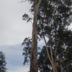 Eucalyptus globulus subsp. bicostata at Garran, ACT - 15 Dec 2019