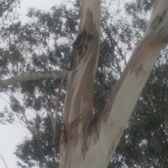 Eucalyptus globulus subsp. bicostata at Garran, ACT - 15 Dec 2019
