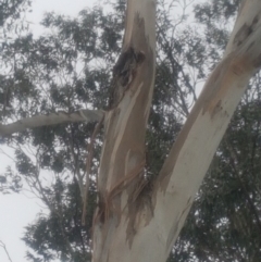 Eucalyptus globulus subsp. bicostata at Garran, ACT - 15 Dec 2019 02:46 PM