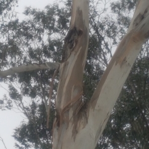 Eucalyptus globulus subsp. bicostata at Garran, ACT - 15 Dec 2019