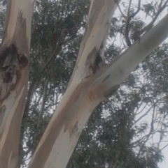 Eucalyptus globulus subsp. bicostata at Garran, ACT - 15 Dec 2019