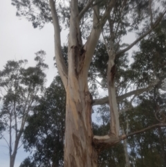 Eucalyptus globulus subsp. bicostata at Garran, ACT - 15 Dec 2019