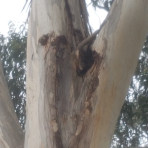 Eucalyptus globulus subsp. bicostata at Garran, ACT - 15 Dec 2019