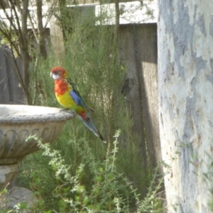 Platycercus eximius at Aranda, ACT - 16 Mar 2015