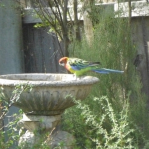 Platycercus eximius at Aranda, ACT - 16 Mar 2015