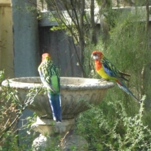 Platycercus eximius at Aranda, ACT - 16 Mar 2015