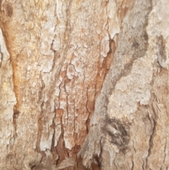 Eucalyptus (genus) (A Gum Tree) at Garran, ACT - 15 Dec 2019 by tmartine