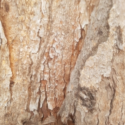 Eucalyptus (genus) (A Gum Tree) at Garran, ACT - 15 Dec 2019 by tmartine