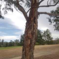 Eucalyptus sp. at Garran, ACT - 15 Dec 2019