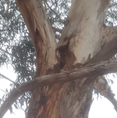 Eucalyptus sp. at Garran, ACT - 15 Dec 2019