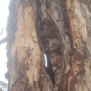 Eucalyptus sp. at Garran, ACT - 15 Dec 2019