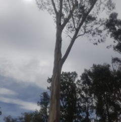 Eucalyptus globulus subsp. bicostata at Garran, ACT - 15 Dec 2019 02:54 PM