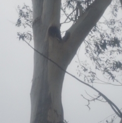 Eucalyptus globulus subsp. bicostata at Garran, ACT - 15 Dec 2019 02:54 PM