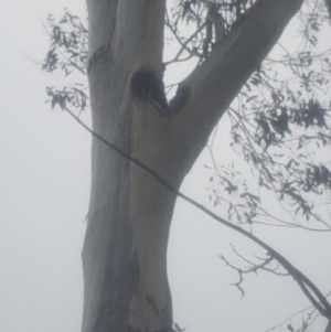 Eucalyptus globulus subsp. bicostata at Garran, ACT - 15 Dec 2019