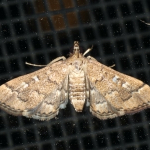 Nacoleia rhoeoalis at Ainslie, ACT - 16 Dec 2019