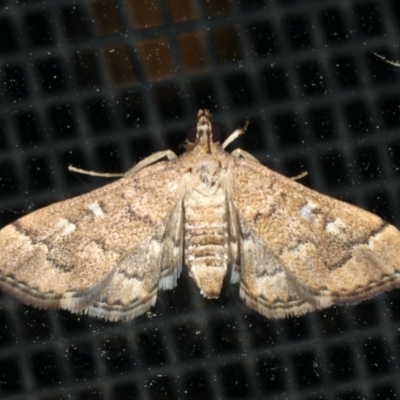 Nacoleia rhoeoalis (A Crambid moth (Spilomelinae) at Ainslie, ACT - 16 Dec 2019 by jbromilow50