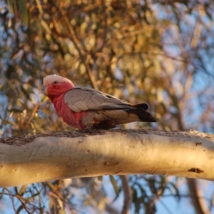 Eolophus roseicapilla at Aranda, ACT - 8 Sep 2014