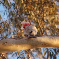 Eolophus roseicapilla at Aranda, ACT - 8 Sep 2014 05:43 PM