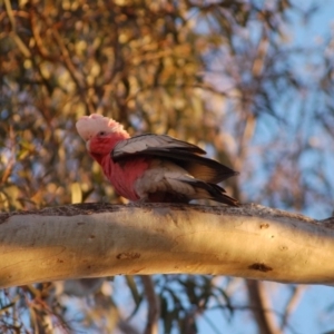 Eolophus roseicapilla at Aranda, ACT - 8 Sep 2014