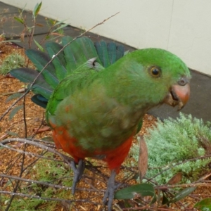 Alisterus scapularis at Aranda, ACT - 3 Feb 2012