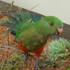 Alisterus scapularis at Aranda, ACT - 3 Feb 2012