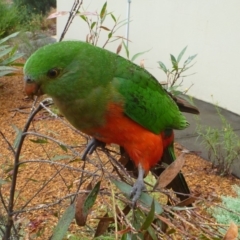 Alisterus scapularis at Aranda, ACT - 3 Feb 2012