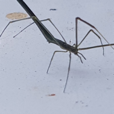 Ariamnes sp. (genus) (A whip spider) at Fyshwick, ACT - 17 Dec 2019 by Jiggy