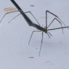 Ariamnes sp. (genus) (A whip spider) at Fyshwick, ACT - 16 Dec 2019 by Jiggy
