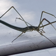 Ariamnes sp. (genus) at Fyshwick, ACT - 17 Dec 2019