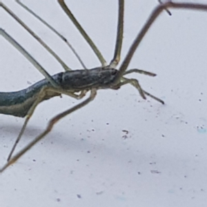 Ariamnes sp. (genus) at Fyshwick, ACT - 17 Dec 2019