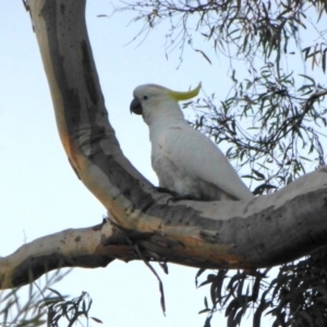 Cacatua galerita at Aranda, ACT - 18 Mar 2015 06:11 PM