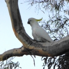 Cacatua galerita (Sulphur-crested Cockatoo) at Aranda, ACT - 18 Mar 2015 by AndyRussell