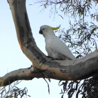 Cacatua galerita (Sulphur-crested Cockatoo) at Aranda, ACT - 18 Mar 2015 by AndyRussell