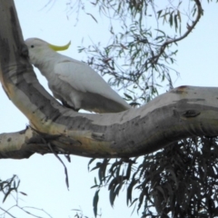 Cacatua galerita at Aranda, ACT - 18 Mar 2015 06:11 PM