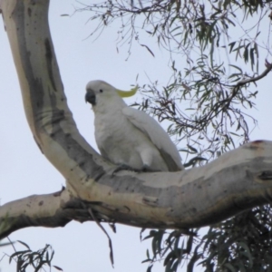 Cacatua galerita at Aranda, ACT - 18 Mar 2015 06:11 PM