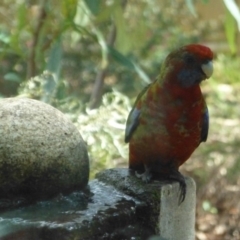 Platycercus elegans (Crimson Rosella) at Aranda, ACT - 20 Mar 2015 by AndyRussell