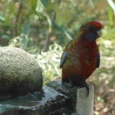 Platycercus elegans (Crimson Rosella) at Aranda, ACT - 19 Mar 2015 by AndyRussell