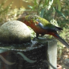 Platycercus elegans at Aranda, ACT - 20 Mar 2015 10:33 AM