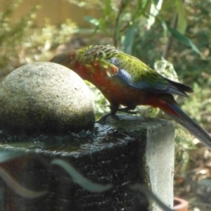 Platycercus elegans at Aranda, ACT - 20 Mar 2015 10:33 AM