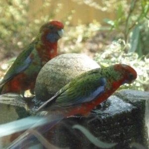 Platycercus elegans at Aranda, ACT - 20 Mar 2015