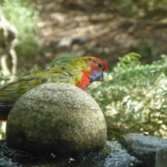 Platycercus elegans at Aranda, ACT - 20 Mar 2015 10:33 AM