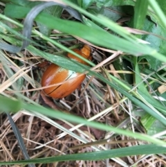 Anoplognathus montanus (Montane Christmas beetle) at Hughes, ACT - 17 Dec 2019 by KL